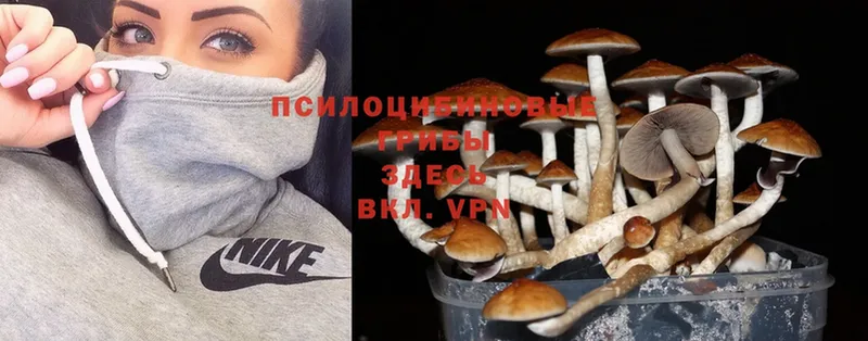 Галлюциногенные грибы Psilocybine cubensis  блэк спрут ссылка  Малаховка 